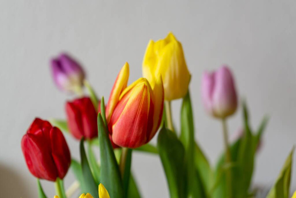 Colorful tulips flowers in the vase. Slovakia - Fotoğraf, Görsel