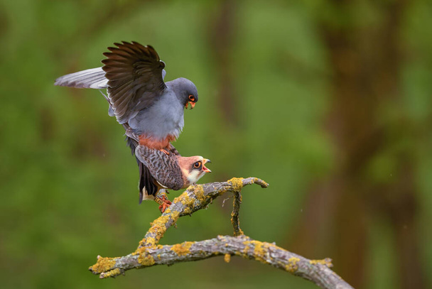 Red-footed Kestrel - Falco vespertinus, όμορφο Kestrel από τα δάση και τα δάση της Νότιας Ευρώπης, Hortobagy, Ουγγαρία. - Φωτογραφία, εικόνα