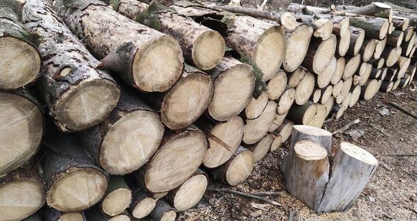 troncs d'arbres soigneusement empilés
 - Photo, image
