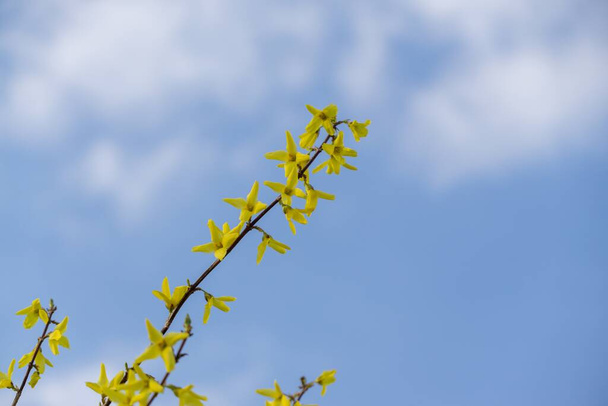 Kevät puu kukinta - Forsythia kukkia. Unkari
 - Valokuva, kuva