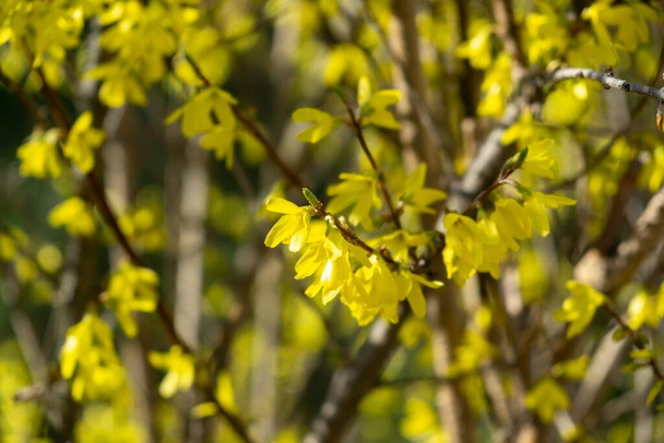 Spring tree flowering - Forsythia flowers. Slovakia - Photo, Image