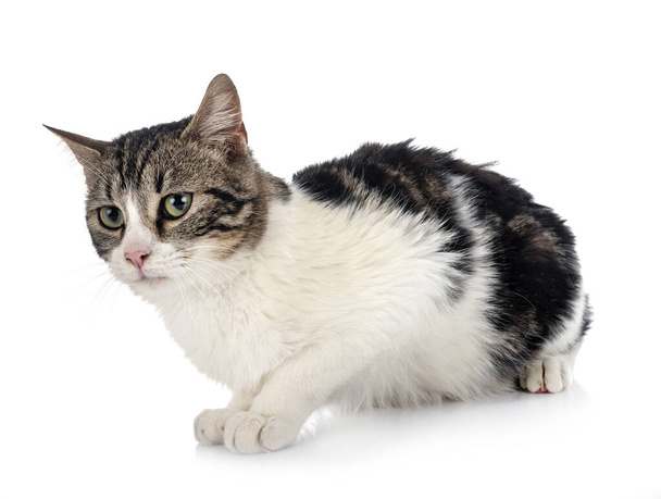 kóbor macska előtt fehér háttér - Fotó, kép