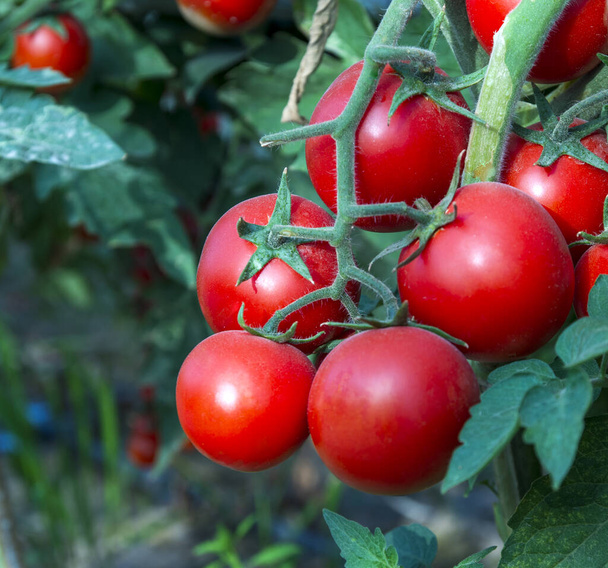 Ντομάτες στον κήπο, Φυτικός κήπος με φυτά κόκκινης τομάτας. - Φωτογραφία, εικόνα