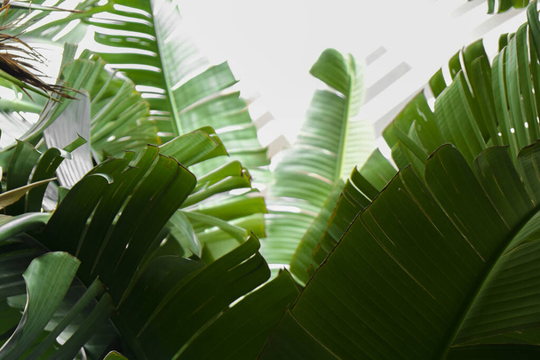 Group of big green banana leaves of exotic palm tree in sunshine on white background. Tropical plant foliage with visible texture. Pollution free symbol. Close up, copy space. - Photo, image
