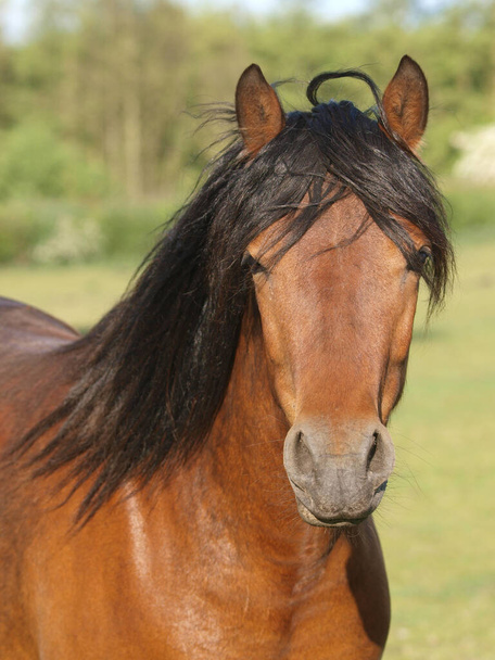 Een foto van een mooie inheemse pony in een paddock. - Foto, afbeelding