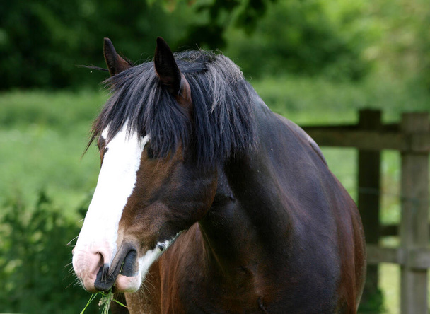 Ένα μέρος του σκοτεινού κόλπου εκτρέφεται shire άλογο στην ελευθερία σε ένα χορταστικό καλοκαιρινό paddock. - Φωτογραφία, εικόνα