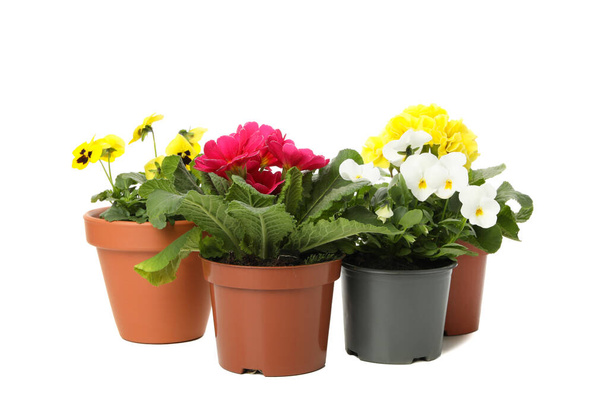 Primroses and pansies in pots isolated on white background - Photo, Image