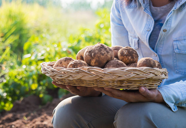 Farmer harvesting fresh potatoes f in a wicker basket. - 写真・画像
