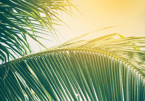Palm tree with blue sky,retro and vintage tone. - Photo, Image