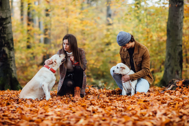 Beautiful couple and their two golden labrador are walking in the autumn park. - 写真・画像