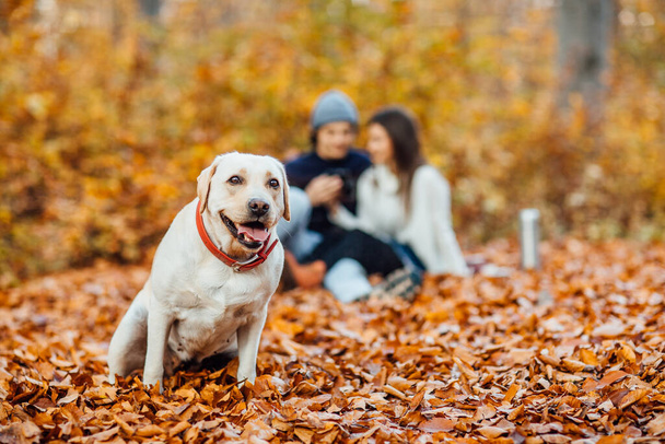 Young family sitting on blanket in autumn park with dog labrador. - Photo, image
