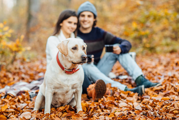 Couple and golden retriver  labrador in the park, sits on blanket. - Foto, Bild