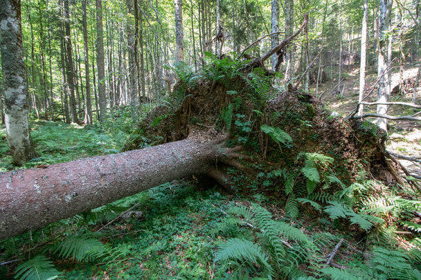 Pose d'arbres tombés en forêt de Bohinj
 - Photo, image