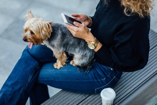 Close up photo, small and cute Yorkshire Terrier dog siting on the bench on woman legs. - Fotoğraf, Görsel