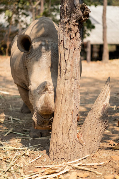 El rinoceronte blanco vive en África, en sabanas de hierba larga y corta
. - Foto, imagen
