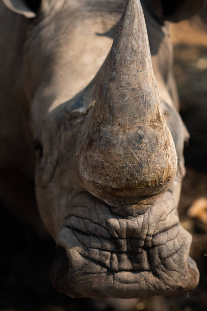 Белый носорог живет в Африке, в саваннах с длинной и короткой травой.
. - Фото, изображение