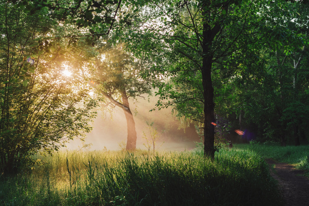 Scenic sunny green landscape. Scenery of morning nature in sunlight. Trees silhouettes on sunrise. Sunbeams and lens flare on foliage with copy space. Bright sun shines through trees leaves on sunset. - Photo, Image