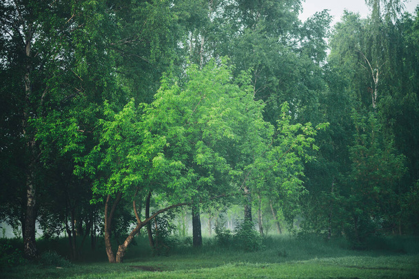 Atmosphärische Nebellandschaft mit schönem sattgrünem Laub. Nebel zwischen Bäumen im Wald am frühen Morgen. Dunst im Wald. Nebel am Waldrand. Herrliche neblige Landschaft. Naturgrüner Hintergrund. - Foto, Bild