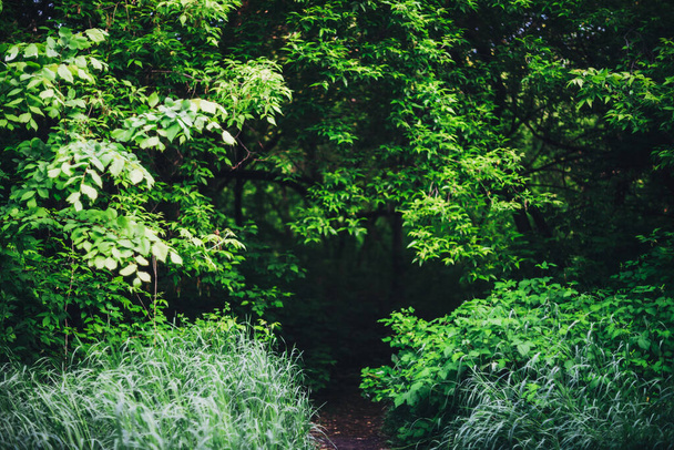 Scenic luonnollinen vihreä tausta rehevä tiheiköt auringonvalossa. Kaunis pensaita värikkäitä lehtiä lähikuva. Elävä tausta rikas vehreys aurinkoisena päivänä kopioi tilaa. Jäljet metsässä. Puistossa
 - Valokuva, kuva
