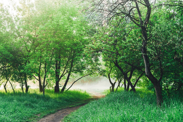 Scenic landscape with beautiful lush green foliage. Footpath under trees in park in early morning in mist. Colorful scenery with pathway among green grass and leafage. Vivid natural green background. - 写真・画像