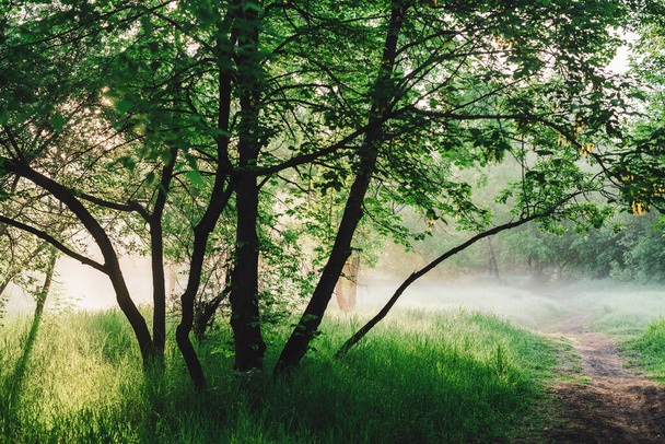 日の出の風景日当たりの良い緑の風景。霧の中で早朝に公園の木の下の歩道。緑の芝生と日没の緑豊かな木々の間のパスとカラフルな風景。鮮やかな緑の背景 - 写真・画像