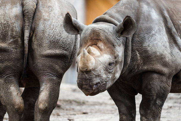 Rinoceronte negro o rinoceronte de labio gancho
. - Foto, imagen
