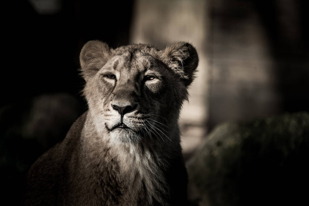 Oči lví samice - detailní portrét - Fotografie, Obrázek