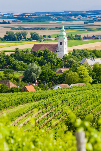 Виноградники, Південній Моравії, Чехія - Фото, зображення