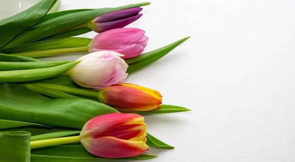 Bukiet kolorowych tulipanów na niebieskim tle. Wiosenne kwiaty. Kolorowe tulipany, piękny kompozycja kwiatów tulipan. Walentynki albo Dzień Matki. Międzynarodowy Dzień Kobiet 8 marca. Białe tło z wystrojem różowych kwiatów tulipana.przestrzeń na tekst. - Zdjęcie, obraz