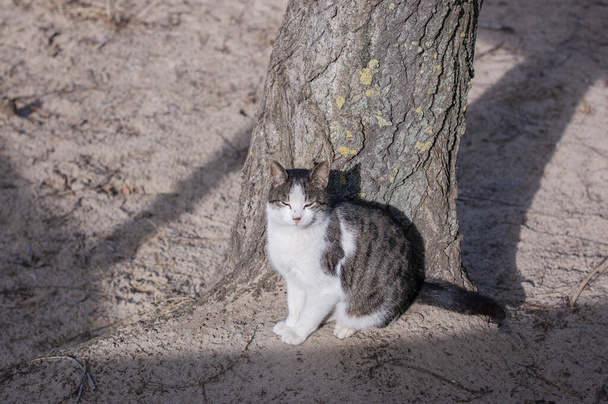 Un gato callejero con manchas blancas se sienta en una valla. Cat, camina, calle, primavera. Primavera en gatos. soleado dayWhite gato está en la valla. Gato blanco-gris en la calle. - Foto, imagen