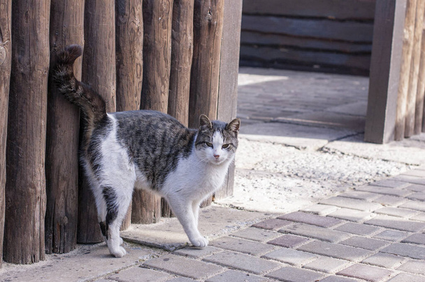 Un gato callejero con manchas blancas se sienta en una valla. Cat, camina, calle, primavera. Primavera en gatos. soleado dayWhite gato está en la valla. Gato blanco-gris en la calle. - Foto, imagen