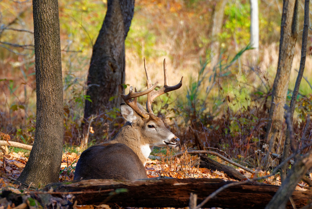 Whitetail Deer Buck - Photo, Image