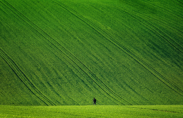 Чудовий і барвистий абстрактний краєвид з прогулюючими пагорбами і зеленими пшеничними полями в Південній Моравії, Чеській Республіці. - Фото, зображення