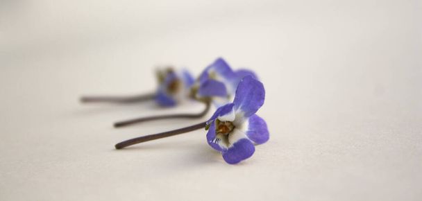 3つの紫色の花は1つずつ横になり、最初の花だけがはっきりと見えます。春の花が閉じて - 写真・画像
