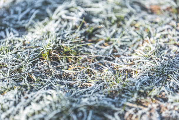 緑の草の凍結日当たりの良い早春の背景、選択的なフォーカスを持つぼやけたシーン、フィールドの浅い深さ. - 写真・画像