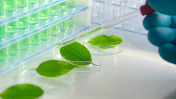 Genetik modifikasyon laboratuvarında araştırmacı çeşitli ilaçların bitkiler üzerindeki etkilerini araştırıyor. Yakın görünüm. - Video, Çekim