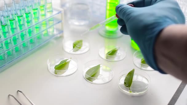 Chercheur en laboratoire de modifications génétiques étudie les effets de divers médicaments sur les plantes
. - Séquence, vidéo