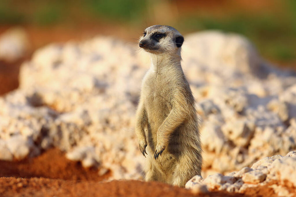 Meerkat lub suricate (Suricata suricatta) patrolowanie w pobliżu otworu. Meerkat stoi w porannym słońcu. - Zdjęcie, obraz