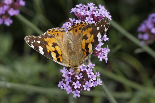 Vanessa cardui, Cynthia cardui, Painted Lady butterfly - Photo, Image