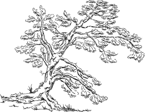 vector - Big old tree - isolated on background - Διάνυσμα, εικόνα