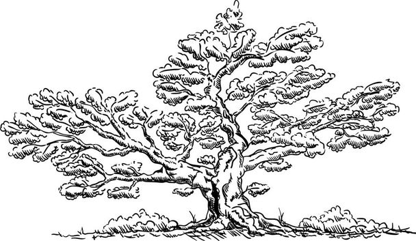 vector - Big old tree - isolated on background - Διάνυσμα, εικόνα