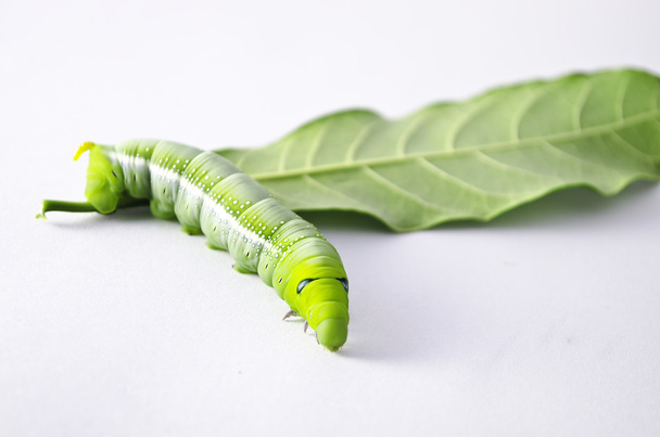 πράσινο σκουλήκι με φύλλα που απομονώνονται σε λευκό - Φωτογραφία, εικόνα