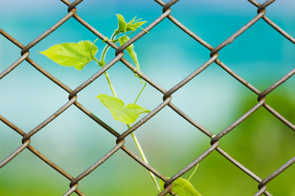 zincir bağlantı çit ile taze bitki - Fotoğraf, Görsel