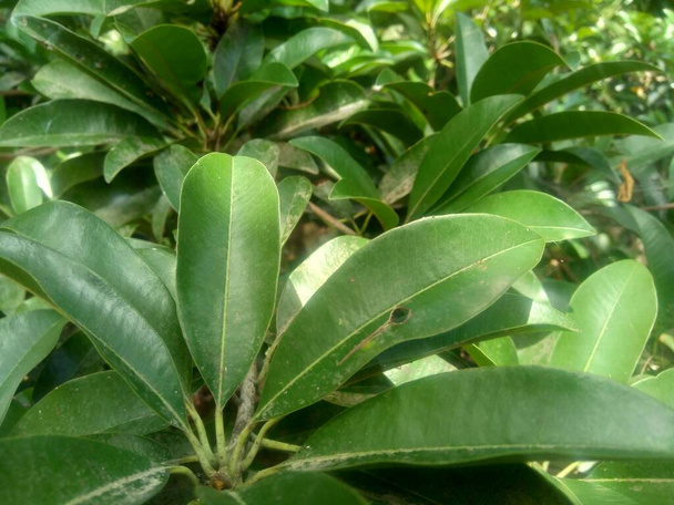 Liście sapodylli (Manilkara zapota) w tle natury - Zdjęcie, obraz