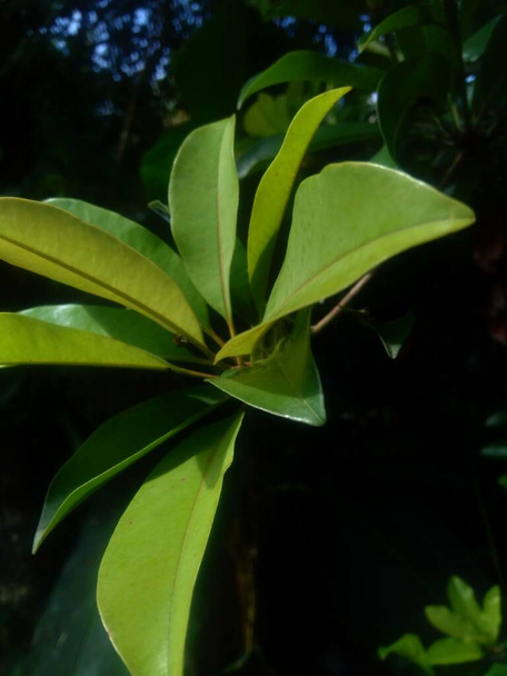 Hojas de sapodilla (Manilkara zapota) en el fondo de la naturaleza
 - Foto, Imagen
