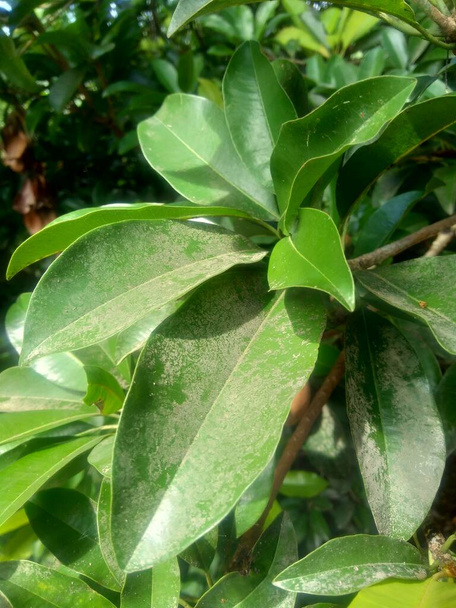 自然を背景にしたサポディラの葉(Manilkara zapota) - 写真・画像