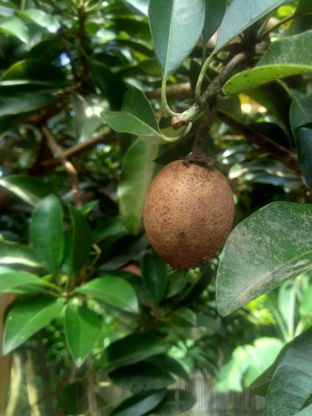 Sapodilla fruit (Manilkara zapota) dans le fond de la nature
 - Photo, image