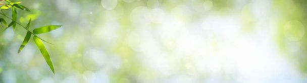 Bambusblätter, Grünes Blatt auf Bokeh verschwommenem grünen Hintergrund. Schöne Blatttextur im Sonnenlicht. Natürlicher Hintergrund. Nahaufnahme von Makro mit freiem Platz für Text. - Foto, Bild