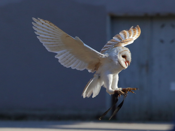 Screaming barn owl landing - Photo, Image