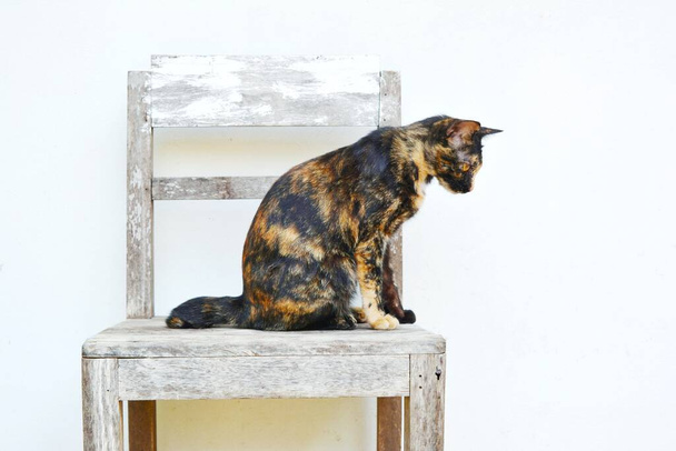Tajski czarny brązowy paski kot siedzi na starym krześle na białym tle - Zdjęcie, obraz